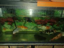 FishTankWithFish