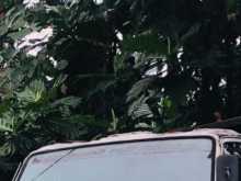 https://riyasewana.com/uploads/-isuzu-forward-2112515015341.jpg