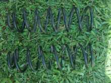 Rear shock spring coil