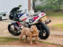 Honda MC22 CBR 2008 Motorbike