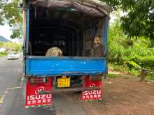 https://riyasewana.com/uploads/isuzu-elf350-1999-2212462312904.jpg