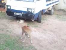 Mitsubishi L300 1983 Lorry