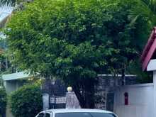 Nissan Bluebird 1996 Car
