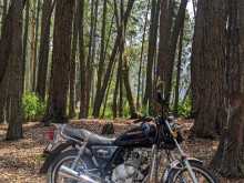 https://riyasewana.com/uploads/suzuki-gn-125-14801324032.jpg