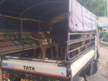https://riyasewana.com/uploads/tata-dimo-batta-302202224623.jpg